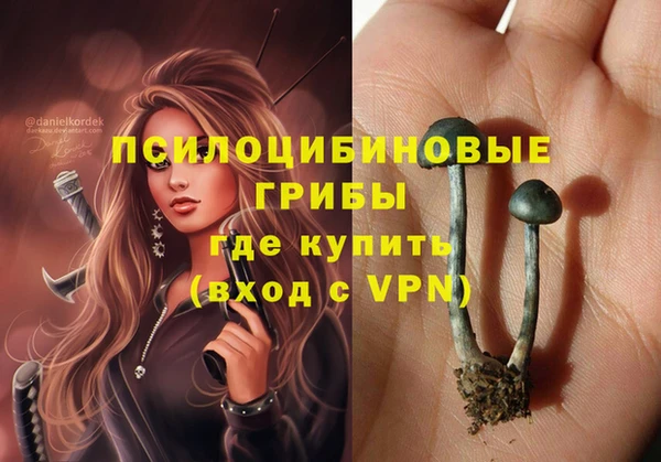 прущие грибы Новозыбков